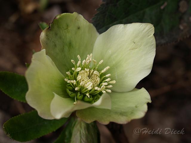 Helleborus orientale Yellow.JPG